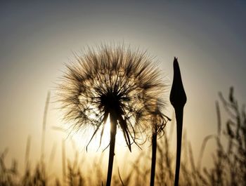 Close-up of dandelion on field against sky during sunset