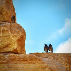 Low angle view of bird against clear blue sky