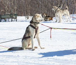 Siberian huskies look ahead, sitting on the snow harnessed to a sled