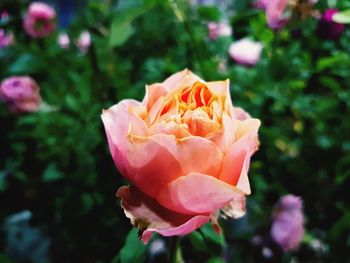 Close-up of pink rose