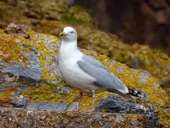 Seagull on the beach in brixham