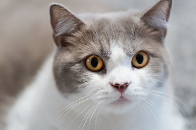 Close-up portrait of cat