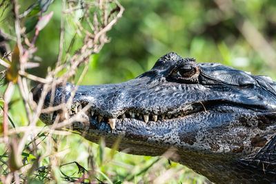 Close-up of crocodile