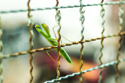 Close-up of praying mantis on fence