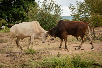 White and brown bulls bump heads together