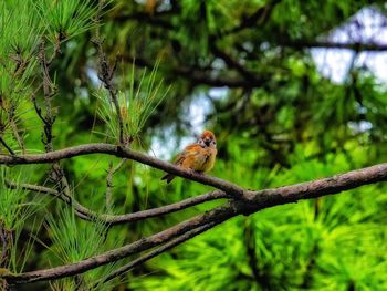Bird perching on branch