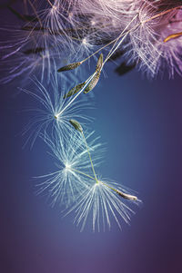 Low angle view of dandelion against sky at night