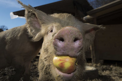 Feeding pigs on a farm, animal husbandry and livestock farming