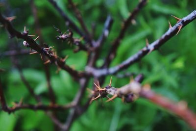 Close-up of insect on plant