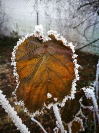 Close-up of frozen dry leaf during winter