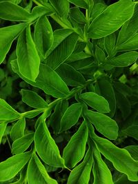 Full frame shot of green leaves