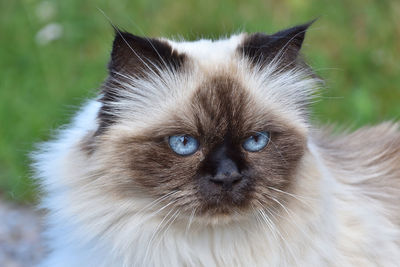 Close-up portrait of a cat