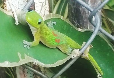 Close-up of green perching on leaf