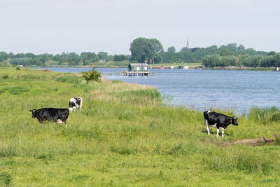 Horses in a field