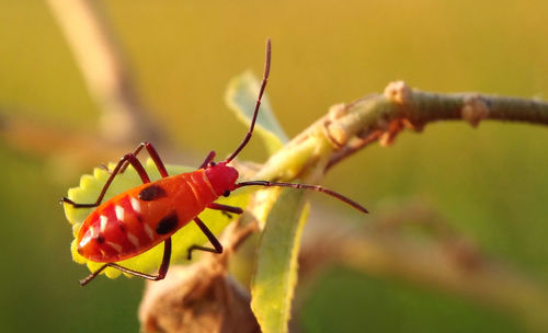 Close-up of insect on red leaf