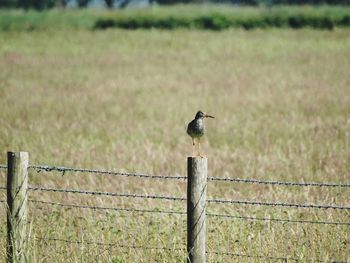 Bird perching on wooden post in field