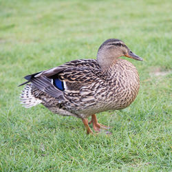 Close-up of bird on field