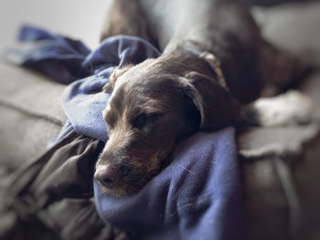 Close-up of dog sleeping