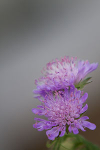 Close-up of flower over white background