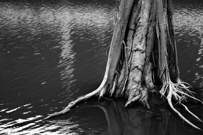 Close-up of tree trunk in lake