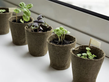 Basil seedlings in biodegradable pots on window sill. green plants in peat pots. gardening at home.