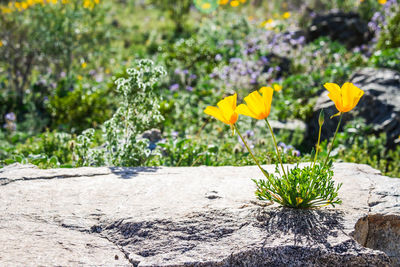 Close-up of yellow flowering plant