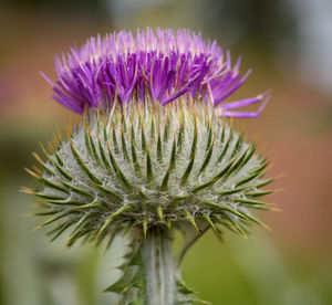 Close-up of thistle blooming outdoors