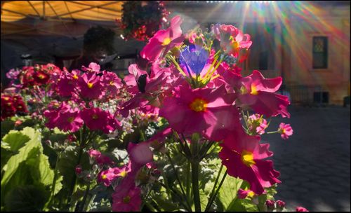 Close-up of flowers blooming outdoors