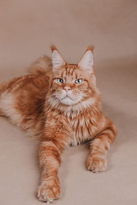 Portrait of ginger cat