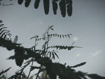 Low angle view of silhouette plant against sky