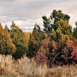 Trees in forest against sky during autumn