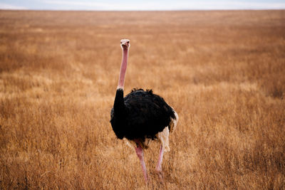 Ostrich standing on field