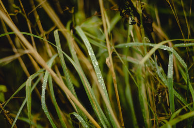 Close-up of grass growing in field