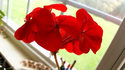 Close-up of red flowers blooming outdoors