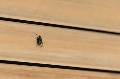 Close-up of insect on wood