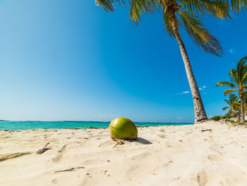 Palm trees on beach against blue sky