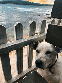 View of dog by railing