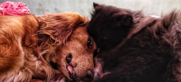 Close-up of two dogs