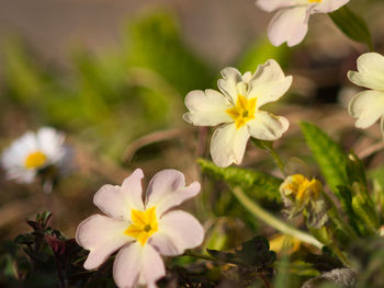 Close-up of white flowering plant