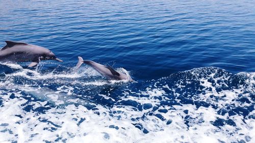 Dolphins swimming in sea