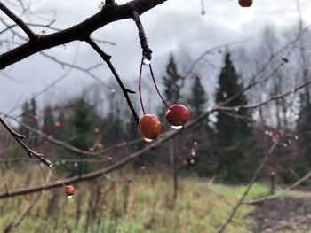 Close-up of red berries growing on tree