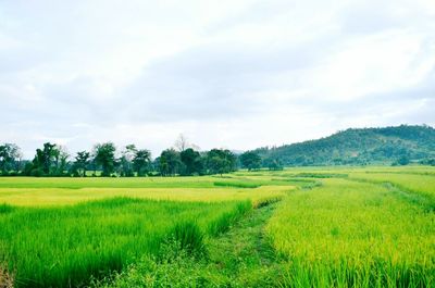 Scenic view of agricultural field against sky