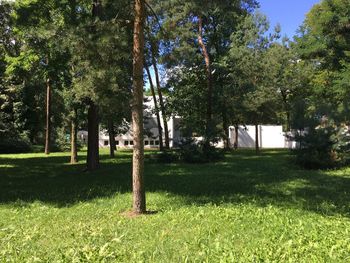 Trees on field against sky