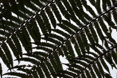 Full frame shot of tree branches