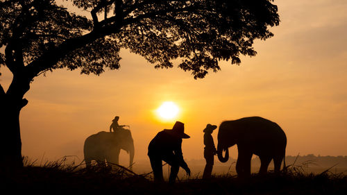 People by elephants on grass against sky during sunset