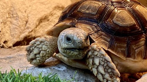 Close-up portrait of a turtle in zoo
