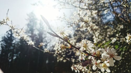 Low angle view of flowers blooming on tree