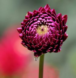 Close-up of pink dahlia