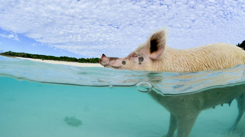 Split underwater shot of pig swimming in sea