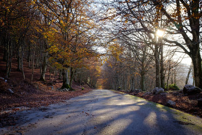 Road amidst trees in forest during autumn